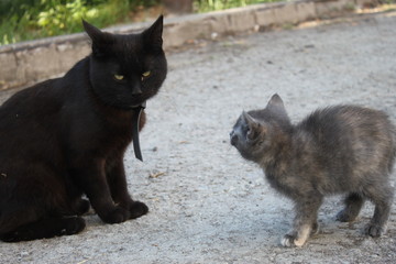 Big black cat and kitten met, background