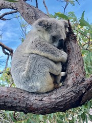 koala in tree