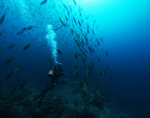diver and fish