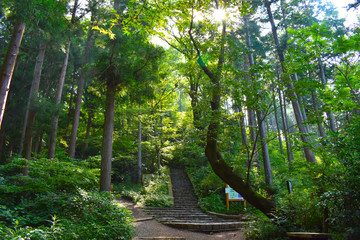Obraz premium 高尾山 山頂付近