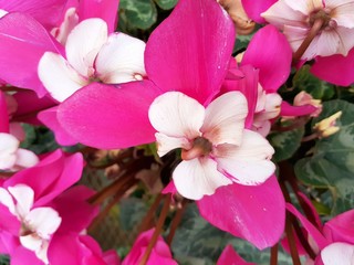 お花屋さんで咲いていたシクラメン･ワーリーギグ