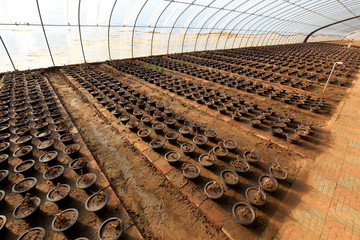 Flower bonsai in the greenhouse