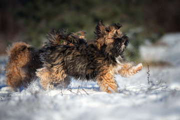 happy lhasa apso puppies running in the snow