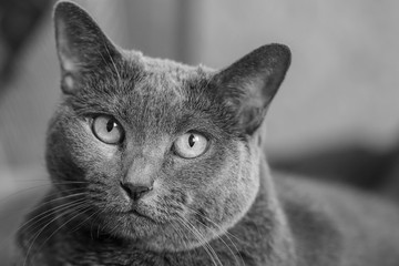The muzzle of an elderly gray cat breed "Russian Blue" with wise