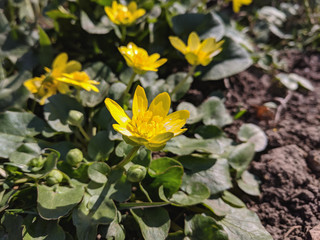 beautiful spring flowers in the garden