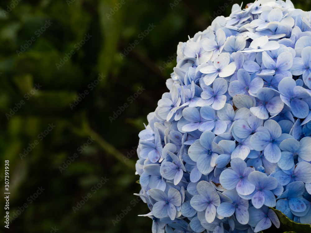 Wall mural a beautiful hydrangea in the garden