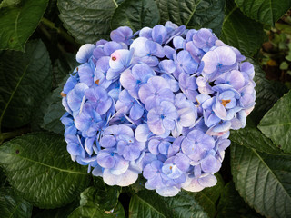 a beautiful hydrangea in the garden