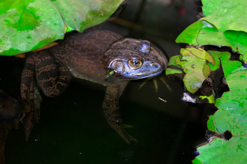 Bullfrog in the water