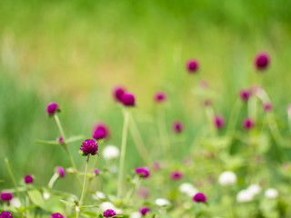 Abstract green nature backdrop