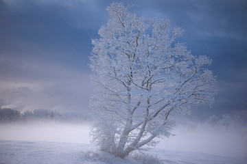 Winter landscape. Snowy trees on white meadow in morning sunlight. Misty winter morning. Scenic frosty nature in Krimulda,Latvia