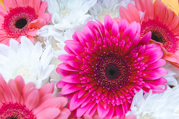 bouquet of pink gerberas and white chrysanthemums, flowers