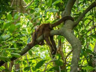 Monkey and baby monkey in a branch in Tyrona park in Colombia