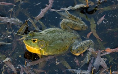 Bullfrog