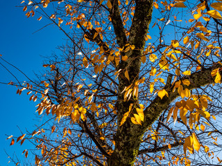 Beautiful autumn leaves in Japan