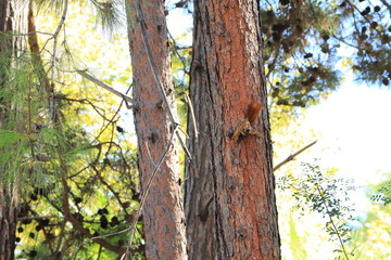 Red squirrel on pine in summer green forest