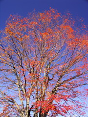 紅葉の欅と青空