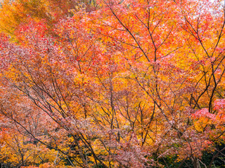 Beautiful autumn leaves in Japan