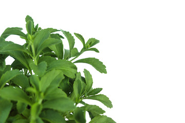 Stevia Rebaudiana plant isolated on white background