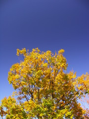 Fototapeta premium 黄葉の大木の欅と青空