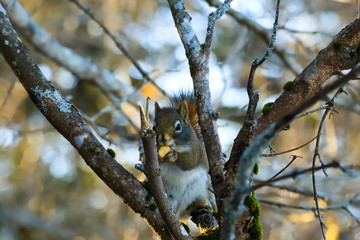 squirrel in a tree eating a nut
