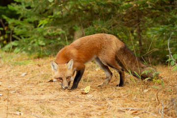 Naklejka na ściany i meble Red fox (Vulpes vulpes) in a pine tree forest with a bushy tail hunting in autumn, Algonquin Park, Canada 