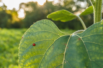 Close-up of green plant leaf with small red ladybug on it with green blooming trees, grass and plants and sunshine coming from branches at background on summer day. Beauty of nature in details concept