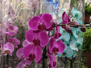 beautiful exotic orchid flowers phalaenopsis, cymbidium grown in a greenhouse