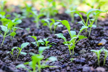 Chinese cabbage. vegetable garden cultivation and separate the early growth.