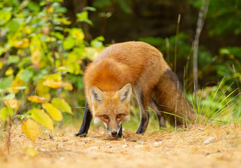 Red fox (Vulpes vulpes) in a pine tree forest with a bushy tail walking in autumn in Algonquin Park, Canada 