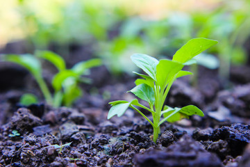 Chinese cabbage. vegetable garden cultivation and separate the early growth.