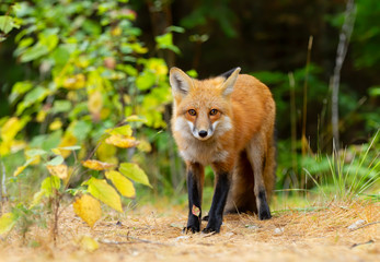 Red fox (Vulpes vulpes) in a pine tree forest with a bushy tail walking in autumn in Algonquin Park, Canada 