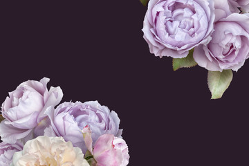 Floral banner, header with bouquet of garden flowers. Lilac and white roses isolated on dark background with copy space.