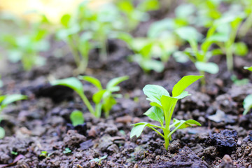 Chinese cabbage. vegetable garden cultivation and separate the early growth.