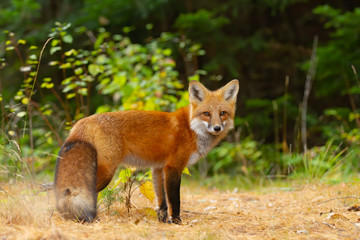 Red fox (Vulpes vulpes) in pine tree forest with a bushy tail walking and looking back at my camera...
