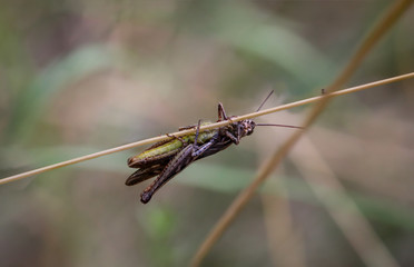 ein Grashüpfer sitzt getarnt im Gras einer Wiese