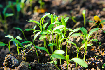 Coriander growing in soil