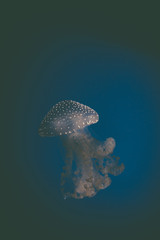 Fototapeta premium Jelly fish swimming in an aquarium