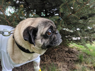 portrait of a cute pug on a walk