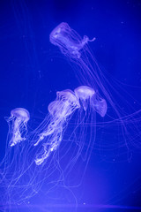 Jelly fish swimming in an aquarium