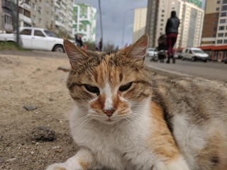 beautiful lazy cat basks in the sun