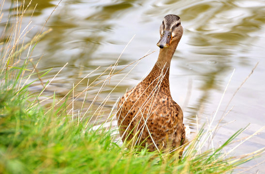 Female mallard duck portrait with copy space