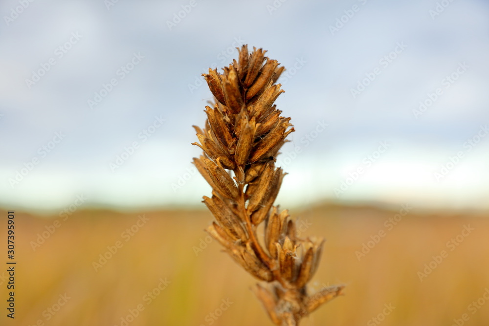 Wall mural dried wild plant