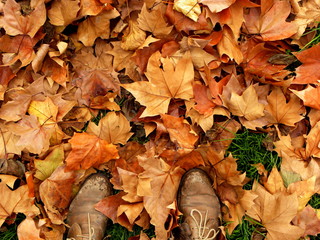 autumn leaves and old shoes