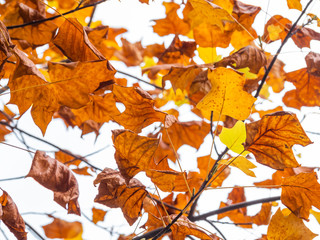 Beautiful autumn leaves in Japan