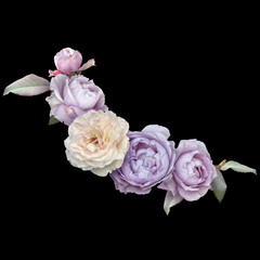 Lilac and white roses isolated on black background. Floral arrangement, bouquet of garden flowers. 