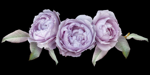 Floral arrangement, bouquet of garden flowers. Lilac roses isolated on black background. 