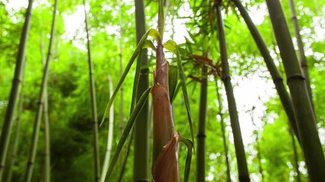 Close up low angle view time lapse clip of bamboo shoot growing in the spring day after rain in the bamboo woods 4k plant growth time-lapse footage