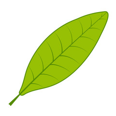 Tea green leaf vector tea tree leaf on white background