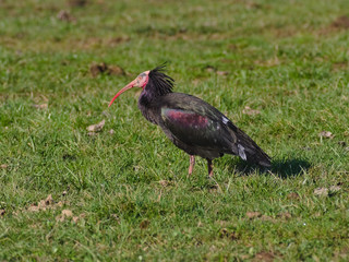 The northern bald ibis, hermit ibis, or waldrapp (Geronticus eremita) bred in a wildlife recovery center