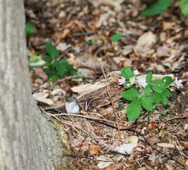 eine Maus neben einen Baumstamm im Wald
